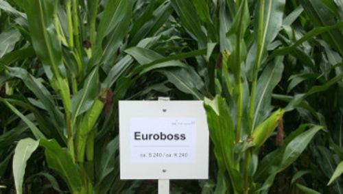 euroboss