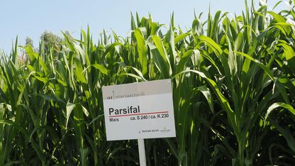 P7010065_Kopie